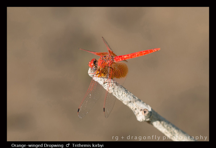 Trithemis kirbyi (m) Orange-winged Dropwing 8-0995.jpg